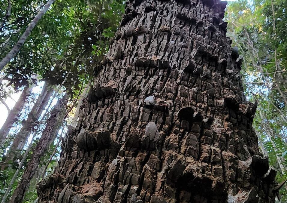 Doggrell Tree Kin Kin Doggrell Forest Walk - Mayan Farm Kin Kin
